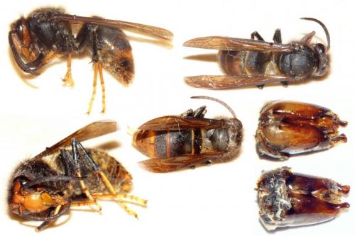 Vespa velutina